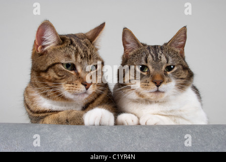 Leo und Bubbles Stockfoto