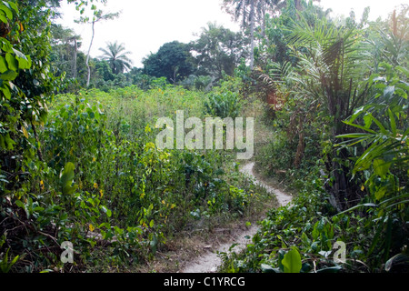 Maniok-Feld in den Wald, Betou, Ubangi Fluß, Republik Kongo Stockfoto