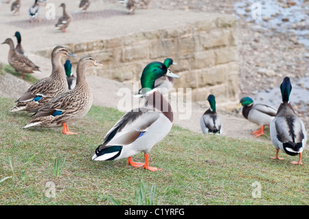 Männliche und weibliche Enten Mallard in Whitbys, North Yorkshire, England. Stockfoto