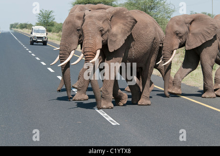 Stock Foto von einer Gruppe von Elefanten beim Überqueren der Straße zum Ngorongoro. Stockfoto