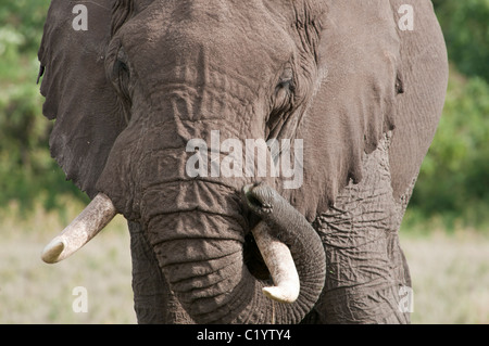 Stock Foto Nahaufnahme eines Elefanten kratzen sein Gesicht mit seinem Rüssel. Stockfoto