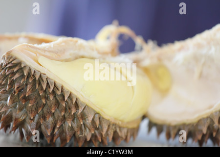 Offenen Durian mit Nahaufnahme auf das Fleisch/cremig Obst auf dem Tisch mit blau lila Hintergrund Stockfoto