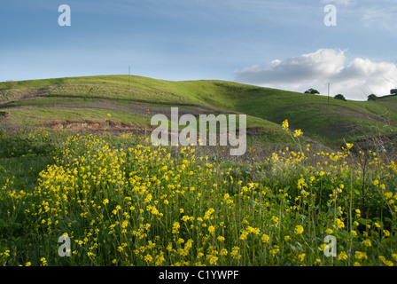 Hügel mit gelben Frühlingsblumen Wildblumen im Vordergrund an einem schönen Tag Stockfoto