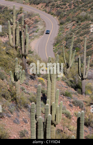 Der saguaro Kaktus ist die Quintessenz der Pflanze des amerikanischen Westens. Er kann Höhen bis zu 15 Metern erreichen. Arizona, USA. Stockfoto