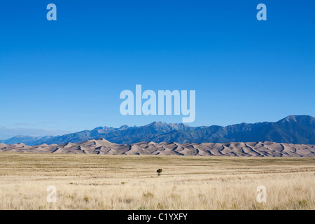 Sanddünen National Monument. Diese Sanddünen sind die höchsten (230 Meter) in Nordamerika, der Sangre de Cristo-Bereich in der Ferne. Colorado, USA. Stockfoto