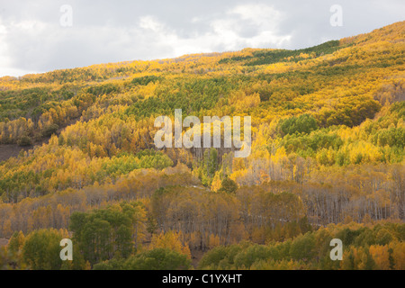 Der Aspen-Wald im Herbst wird neben dem Utah Scenic Byway 12 auf dem Boulder Mountain in Garfield County, Süd-Utah, USA, gesehen. Stockfoto