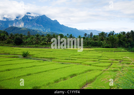 Fahren Sie Reisfelder mit Doi Chiang Dao, Thailands höchste Kalkberg im Hintergrund. Chiang Dao, Chiang Mai, Thailand Stockfoto