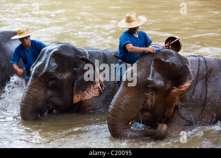 Elefanten sind durch ihre Mahouts im Chiang Dao Elephant Training Centre im Fluss gebadet. Chiang Dao, Chiang Mai, Thailand Stockfoto