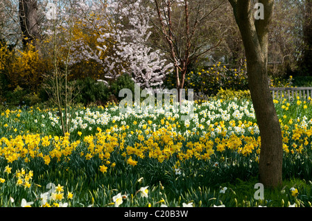 Narzissen und Bäume in voller Blüte im zeitigen Frühjahr, Hampton Court Palace Gelände, Surrey, England, UK Stockfoto