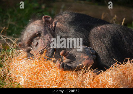 Der Zoo von Chester, Cheshire, England, Februar 2011 Stockfoto