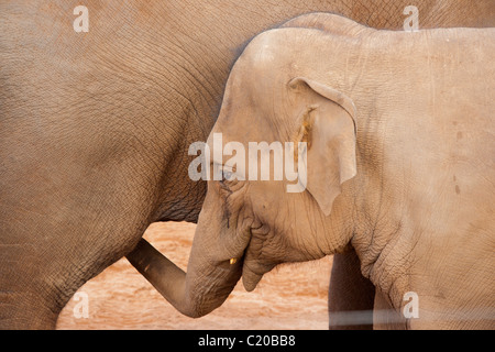 Der Zoo von Chester, Cheshire, England, Februar 2011 Stockfoto