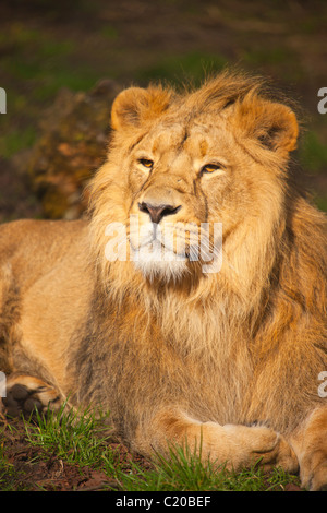 Der Zoo von Chester, Cheshire, England, Februar 2011 Stockfoto