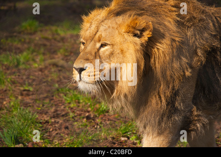 Der Zoo von Chester, Cheshire, England, Februar 2011 Stockfoto