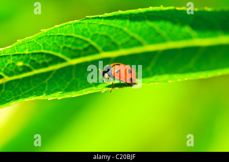 Marienkäfer auf den langen grünen sitzen lassen Stockfoto