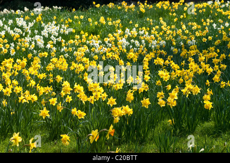 Narzissen blühen im zeitigen Frühjahr, Hampton Court Palace Gelände, Surrey, England, UK Stockfoto