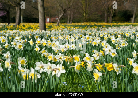 Narzissen blühen im zeitigen Frühjahr, Hampton Court Palace Gelände, Surrey, England, UK Stockfoto