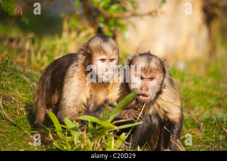 Der Zoo von Chester, Cheshire, England, Februar 2011 Stockfoto