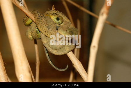 Rau-skaliert Bush Viper (Atheris Hispida) in Uganda. Auch bekannt als Hairy Bush Viper, stachelige Bush Viper, stacheligen Bush Viper Stockfoto
