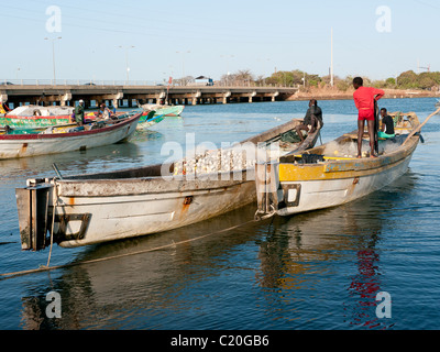 Entladung Austern aus den Fischerbooten Denton Bridge, Banjul, Gambia Stockfoto