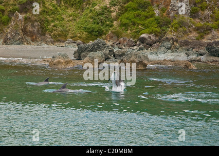 spielen Delphine am Bay of Islands, neu Seeland Stockfoto