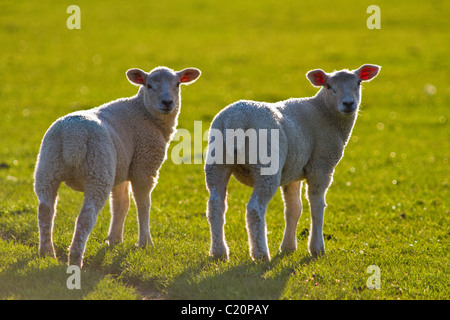 Lämmer, Llandre, Ceredigion, West Wales, UK Stockfoto