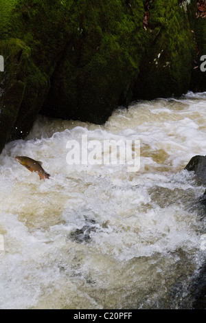 Springende Lachse, Gilfach Wildlife Reserve, Powys, Mid Wales, UK Stockfoto