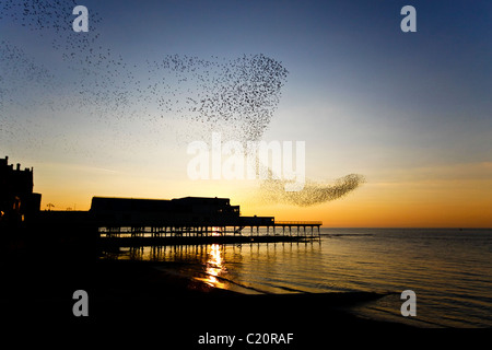 Stare über Aberystwyth Pier, Ceredigion West Wales UK Stockfoto