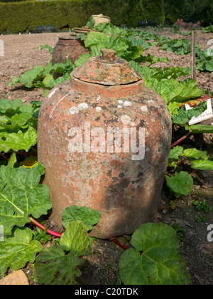 Terrakotta-Rhabarber-Forcer innerhalb der Gemüsegarten auf der verloren Garten von Heligan St Austell Cornwall UK Stockfoto