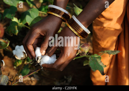 Indien Orissa, fairer Handel und Baumwolle aus biologischem Anbau, die Bauern der Kooperative in der Nähe von Agrocel Schönwald Stockfoto