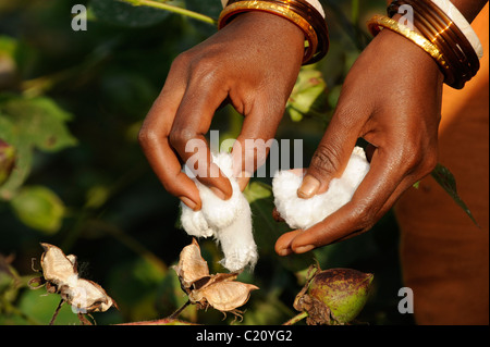 Indien Orissa, fairer Handel und Baumwolle aus biologischem Anbau, die Bauern der Kooperative in der Nähe von Agrocel Schönwald Stockfoto