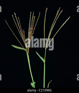 Großen Crabgrass Digitaria Sanguinalis Blütenstände Stockfoto