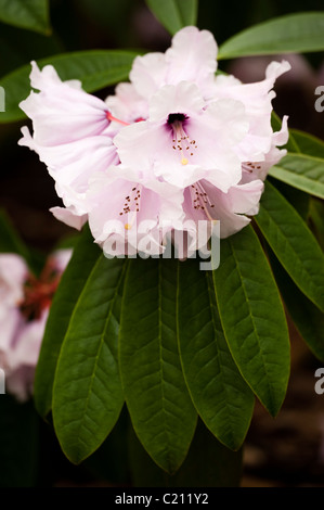 Rhododendron Hyperythrum in voller Blüte im März Stockfoto