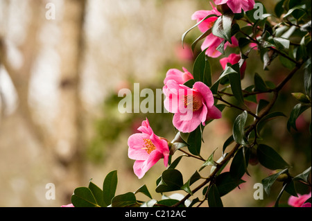 Kamelie X williamsii 'St Ewe' in Blüte im März Stockfoto