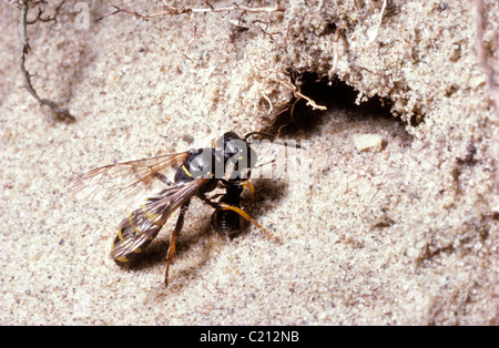 Sand-tailed-Digger-Wespe weiblich (Cerceris Arenaria) Einnahme eines Gelähmten Kornkäfers in ihrem Fuchsbau in einer Sanddüne, UK. Stockfoto