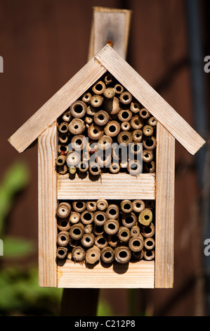 Zwei 7-Punkt Marienkäfer Coccinella 7-Trommler, auf ein Insektenhaus Stockfoto