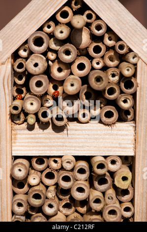 Zwei 7-Punkt Marienkäfer Coccinella 7-Trommler, auf ein Insektenhaus Stockfoto