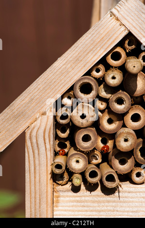 Zwei 7-Punkt Marienkäfer Coccinella 7-Trommler, auf ein Insektenhaus Stockfoto