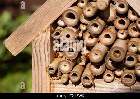 Zwei 7-Punkt Marienkäfer Coccinella 7-Trommler, auf ein Insektenhaus Stockfoto