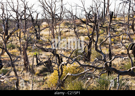 Ein Gewirr von verbrannte Bäume auf der Mesa Oberseite in Mesa Verde Nationalpark, Colorado, USA. Stockfoto