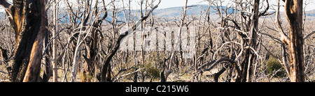 Ein Gewirr von verbrannte Bäume auf der Mesa Oberseite in Mesa Verde Nationalpark, Colorado, USA. Stockfoto
