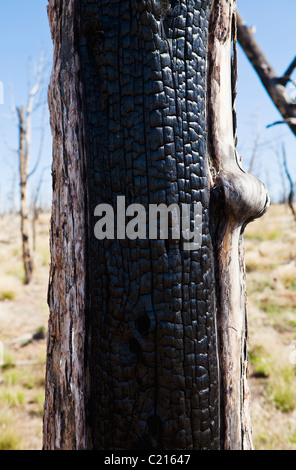 Eine Detailansicht eines verbrannten Baums im Mesa-Verde-Nationalpark, Colorado, USA. Stockfoto