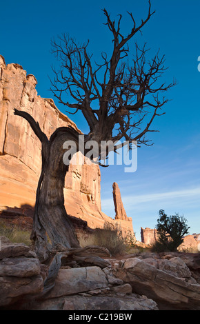 Eine alte tot Juniper Tree entlang "Broadway" im Arches-Nationalpark, Utah, USA. Stockfoto