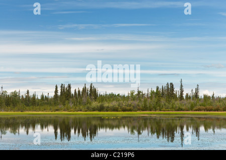 Fichtenwald spiegelt sich im Teich über den Taylor Highway in Alaska Interior. Sommer. Am Nachmittag. Stockfoto