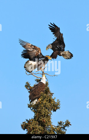 Zwei Jugendliche Weißkopf-Seeadler, Streit um die Herrschaft in einem Baumwipfel wie eine Reife Adler blickt auf in Eagle River in Yunan Alaska. Stockfoto