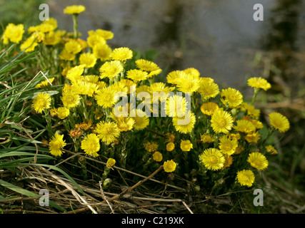 Huflattich, Tussilago Farfara, Asteraceae Stockfoto