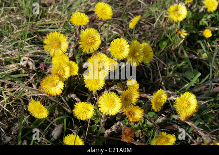 Huflattich, Tussilago Farfara, Asteraceae Stockfoto