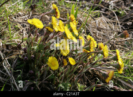 Huflattich, Tussilago Farfara, Asteraceae Stockfoto