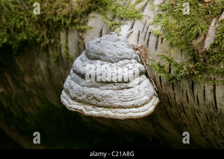 Zunderschwamm, Pferd HUF Pilz, Tinder Polypore oder Eis Mann Pilz, Zündstoff Fomentarius, Polyporaceae. Stockfoto