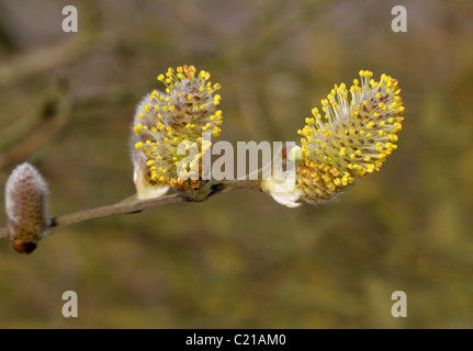 Lila Willow, Salix Purpurea, Salicaceae. Männlichen Kätzchen im März. Stockfoto