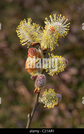 Lila Willow, Salix Purpurea, Salicaceae. Männlichen Kätzchen im März. Stockfoto